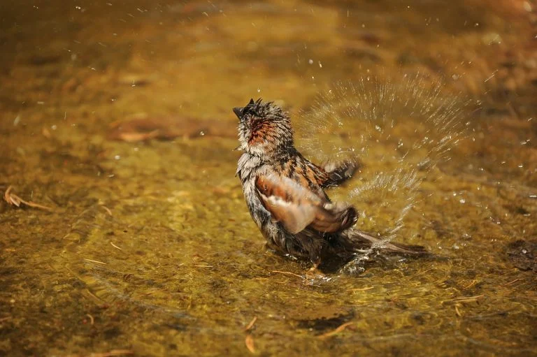 Sparrows in Monsoon: Studying the Sleep & Roosting Pattern of Sparrows