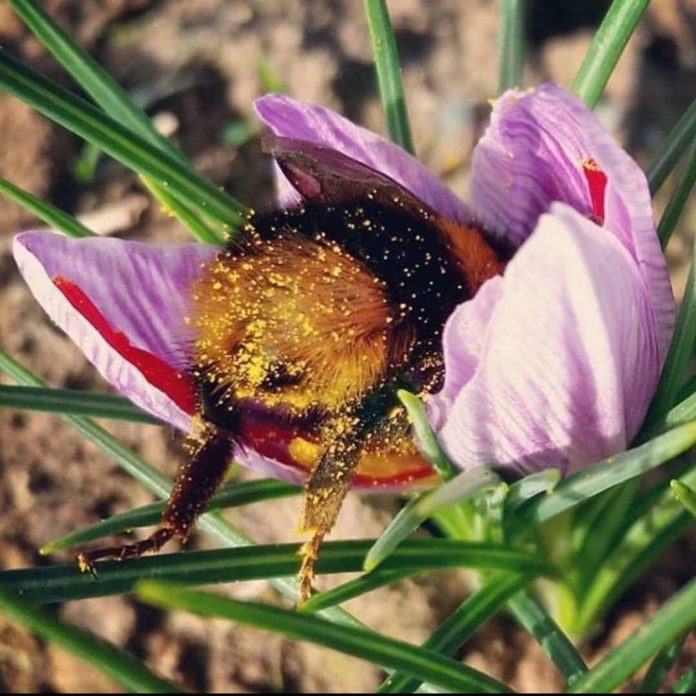 Cutest Pictures of Bumblebee’s Butts making Rounds on the Internet