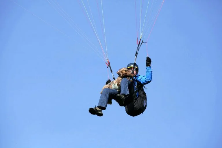 Paragliding Dogs: Extreme Sports with Pets is another form of Circus
