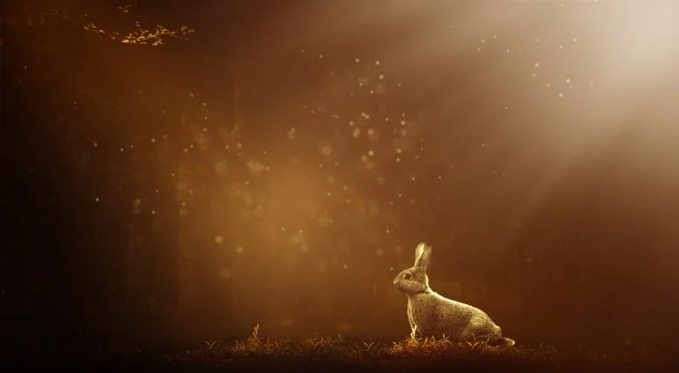 An Ode to a Beloved Pet: My Scared Bunny now Gently Sleeps