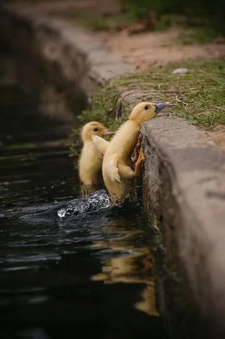 Cute Ducks