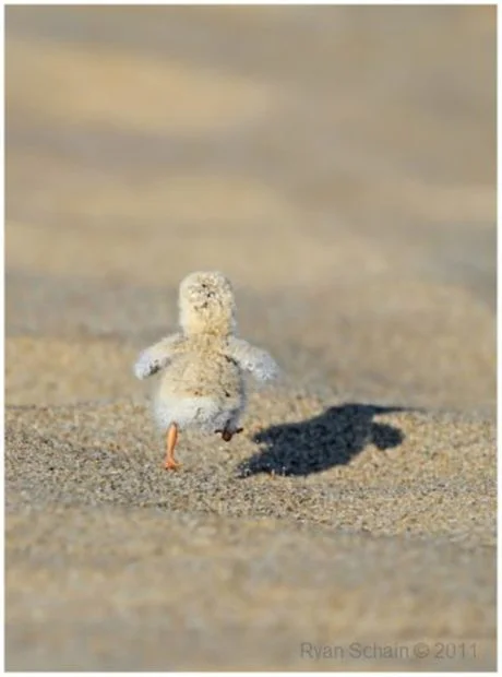 Little Naughty Ducks, Cutest Pictures of Ducklings 