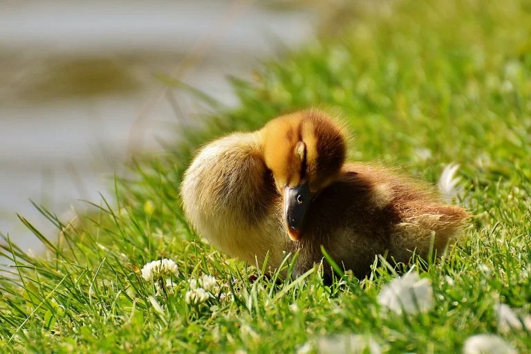 Cutest Pictures of Ducklings that’ll Prove they can Express Anything