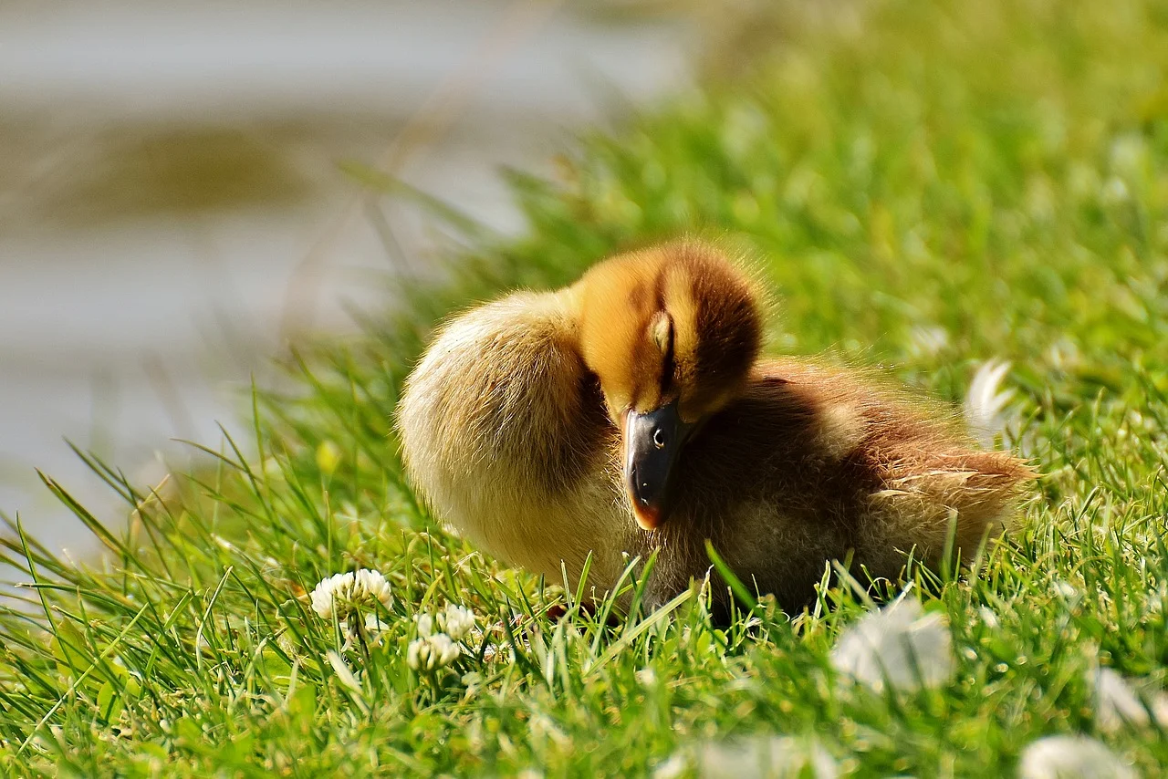 Cutest Pictures of Ducklings that'll Prove they can Express Anything