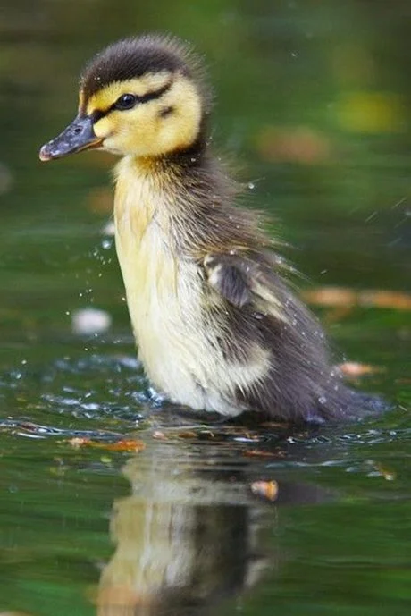 Cute Pictures of Baby Ducks