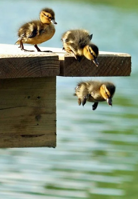 Naughty Duckling Pictures