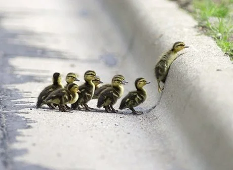 Obedient Duck Images