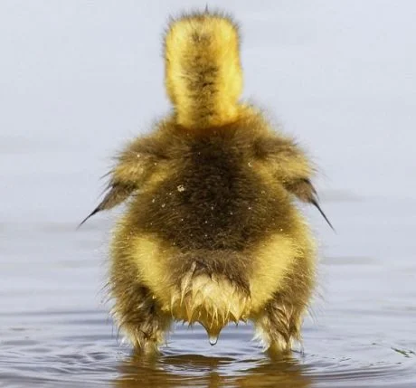 Badass Duck Pictures