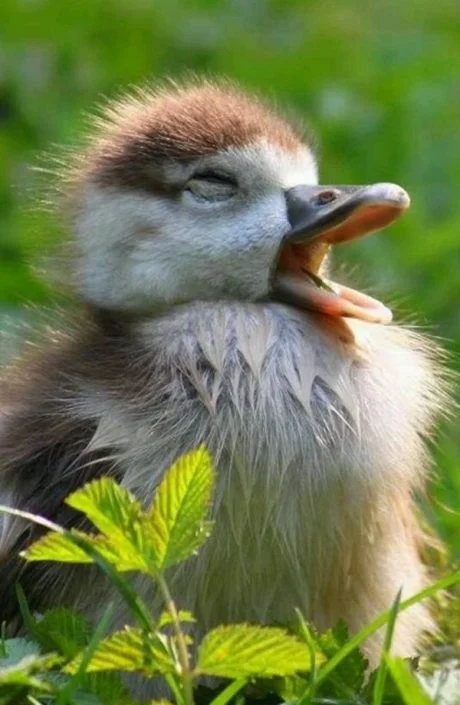 Sleepy Duck