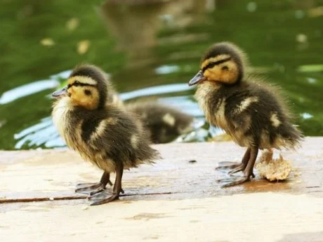 Baby Duck Images