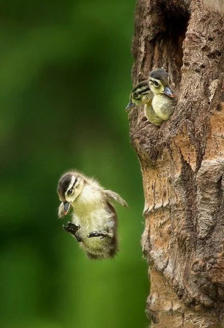 Mallard Duck Pictures, Cutest Pictures of Ducklings that'll Prove they can Express Anything