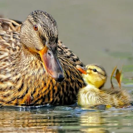 Baby Ducks Cute Pictures