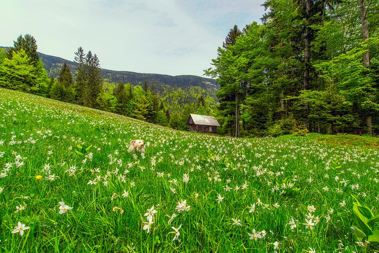 The Meadow Flowers were Teeming with Joy, Meadow Flowers Poem