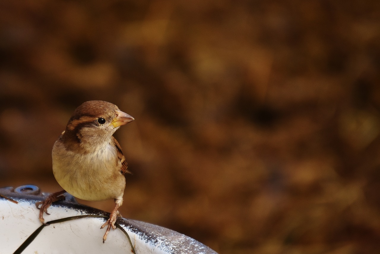 Little House Sparrow Returned Today: Sparrow who loves Roosting on Tube light