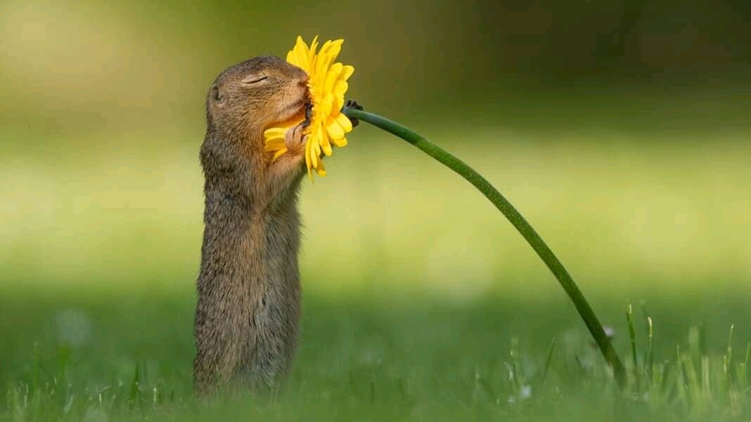 Have you seen a Squirrel smelling Flowers? This Photographer has made it Happen