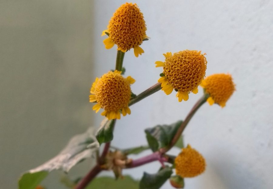 Wildflowers in India: False Sunflower