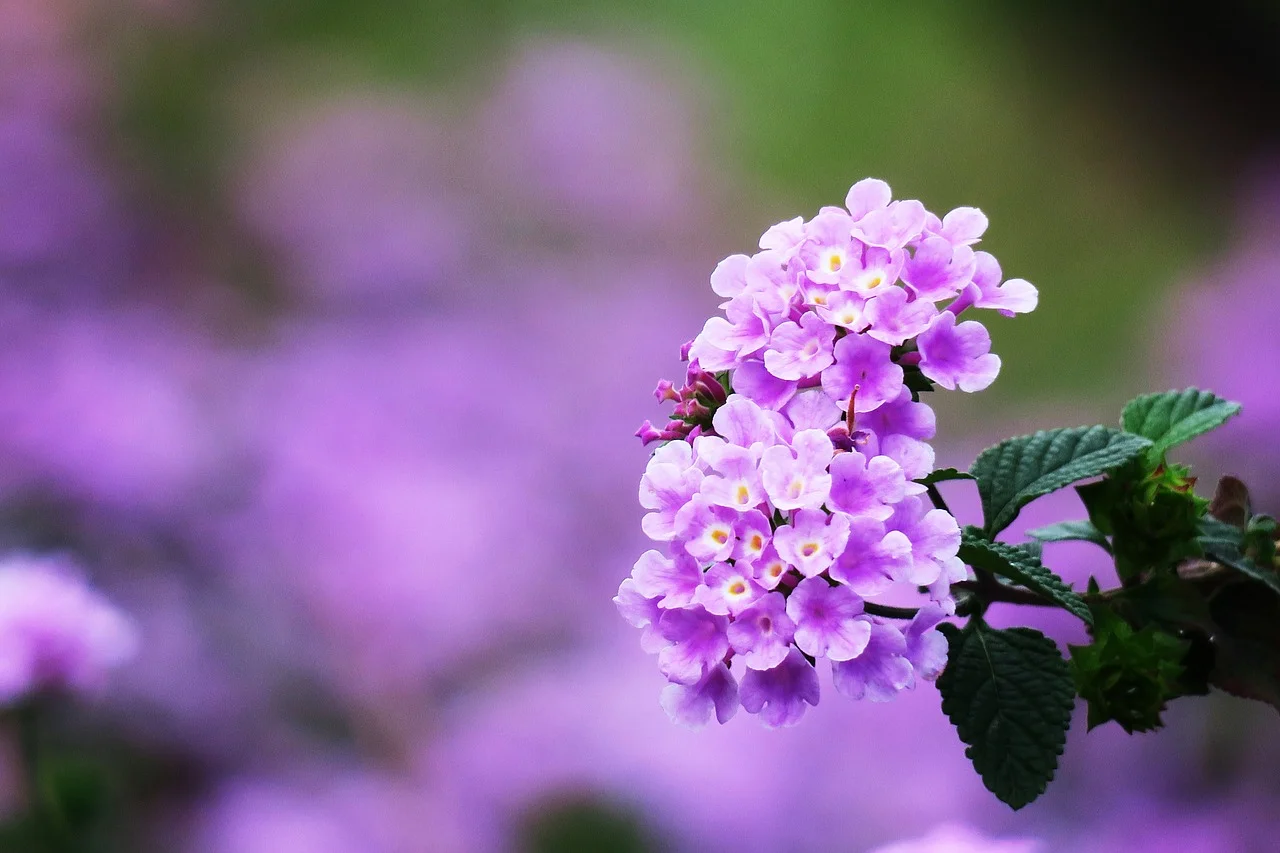 Wildflowers in India: Let's learn about Lantana Flowers aka "Bhoot Phool" in India