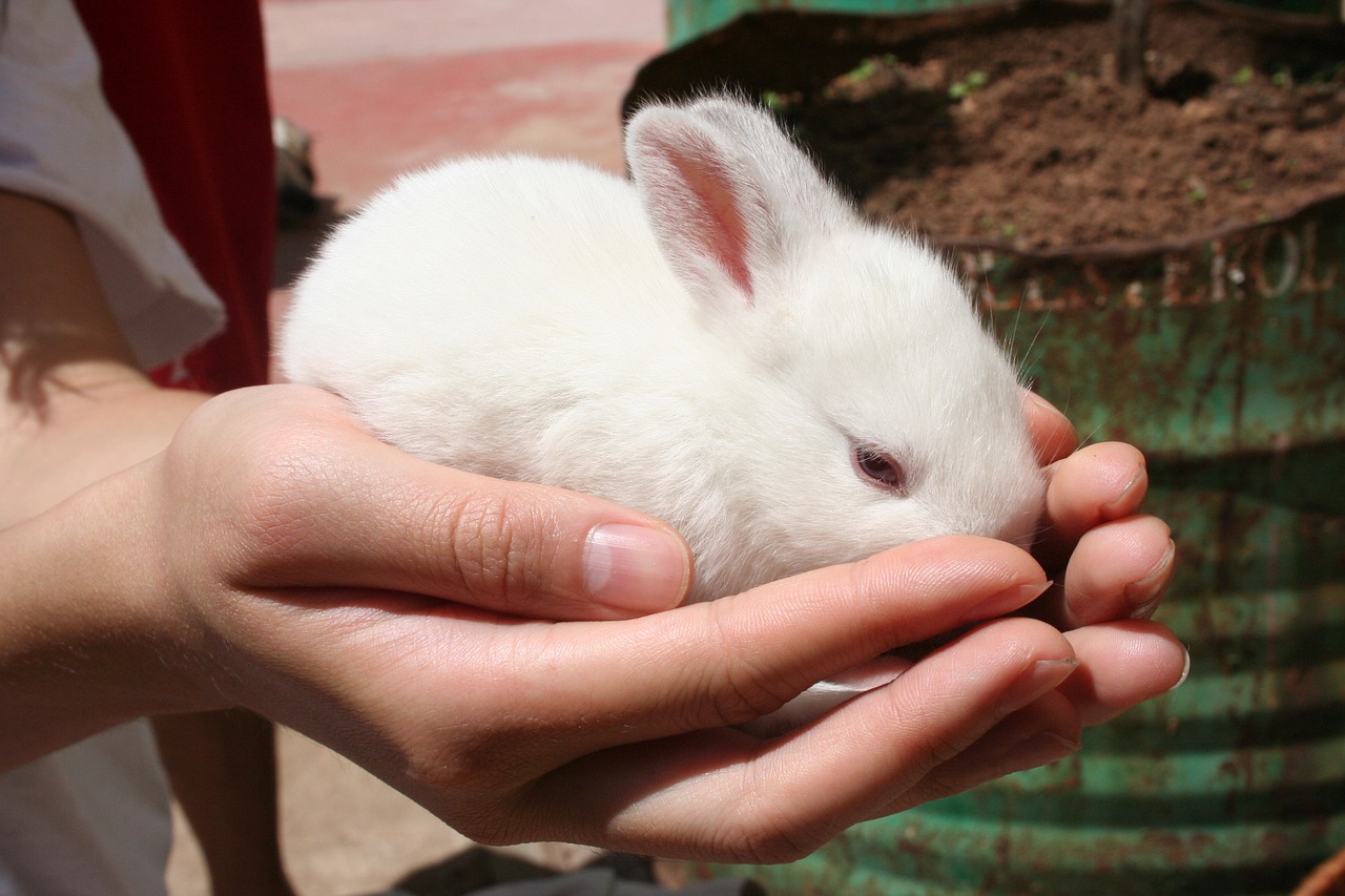 12 Reasons why Rabbits are the Cutest Badass Pets + Tales of my Pet Rabbits