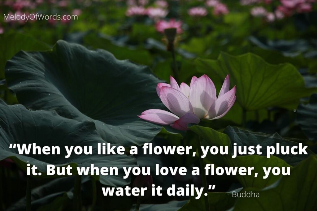 When you like a flower, you just pluck it. But when you love a flower, you water it daily. - Buddha Quotes on Love, Buddhist Quotes on Love