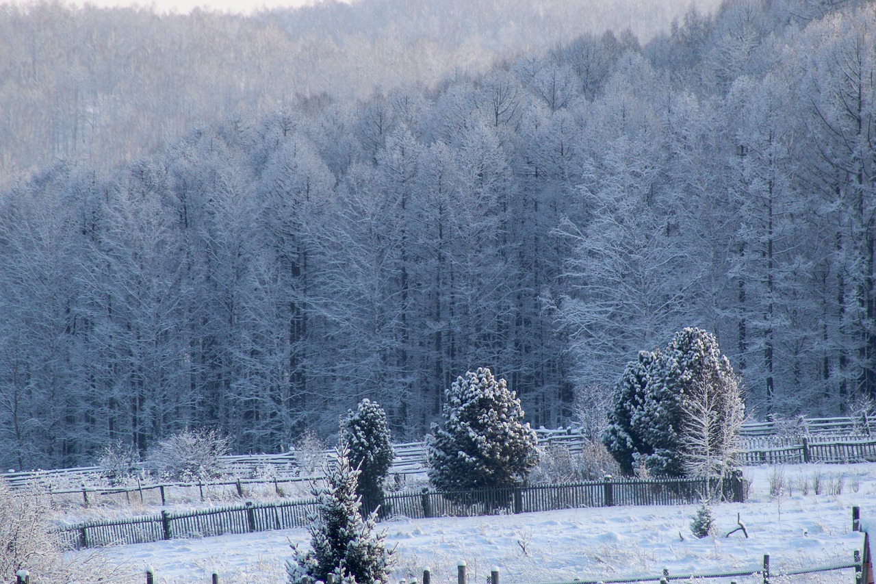 Smoke on the Cedars- Nature Poetry