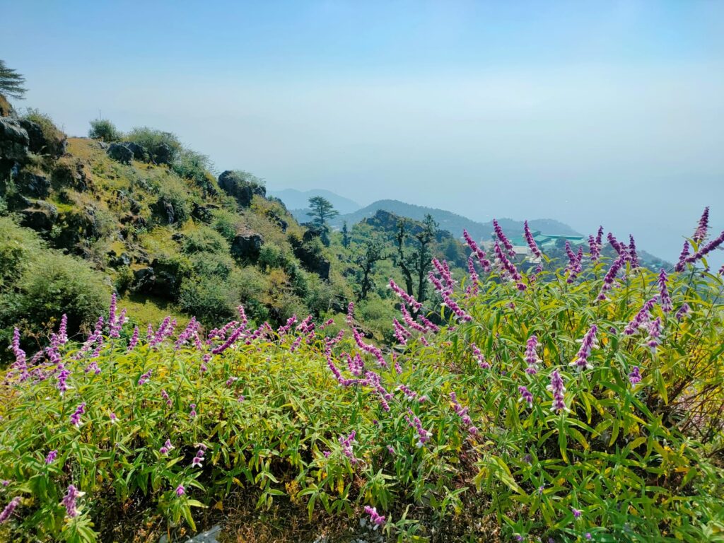 The Big Benefits of having Small Adventures Flowers in the trek