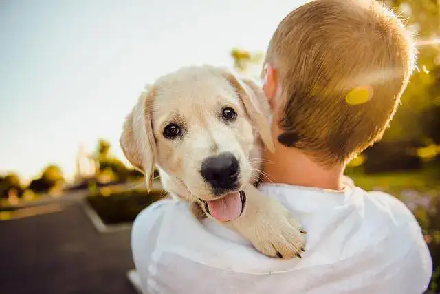 How Having a Pet can Help You Overcome Depression